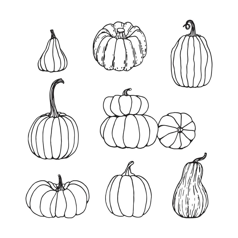 Hand drawn black and white set of pumpkins. Cartoon outline of vegetables in doodle style. Symbol of autumn harvest and Halloween. vector