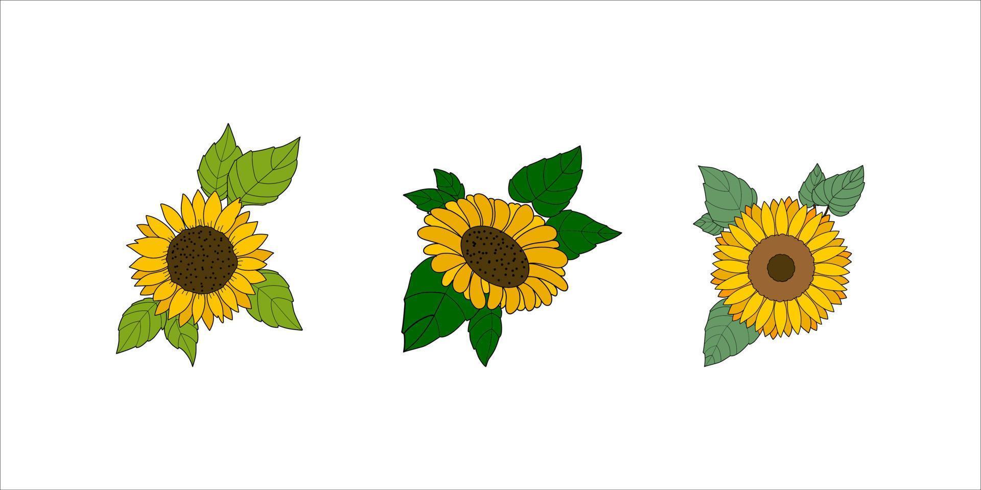 tres girasoles con hojas sobre fondo blanco vector