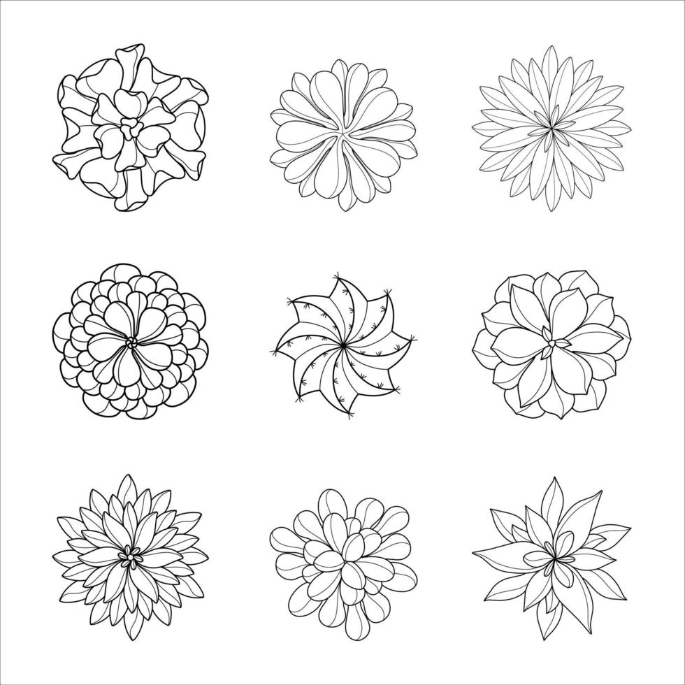 Collection of Plants Succulent Top View Illustrations Drawing vector