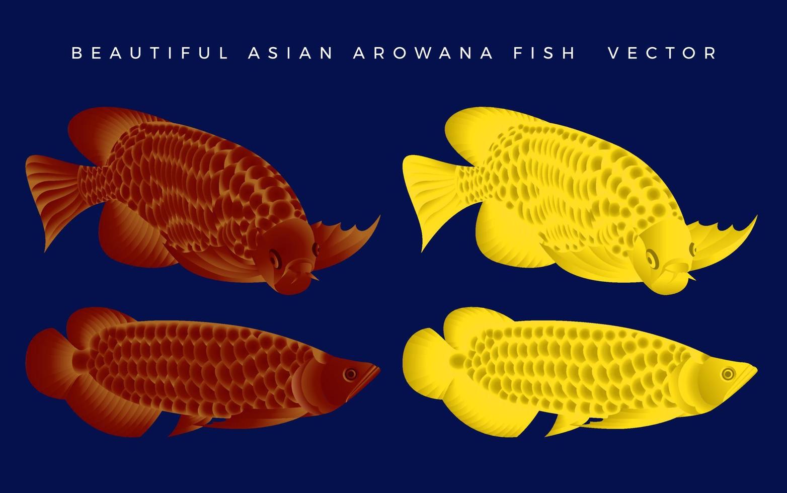 hermoso conjunto de paquete de ilustración de vector de pez arowana