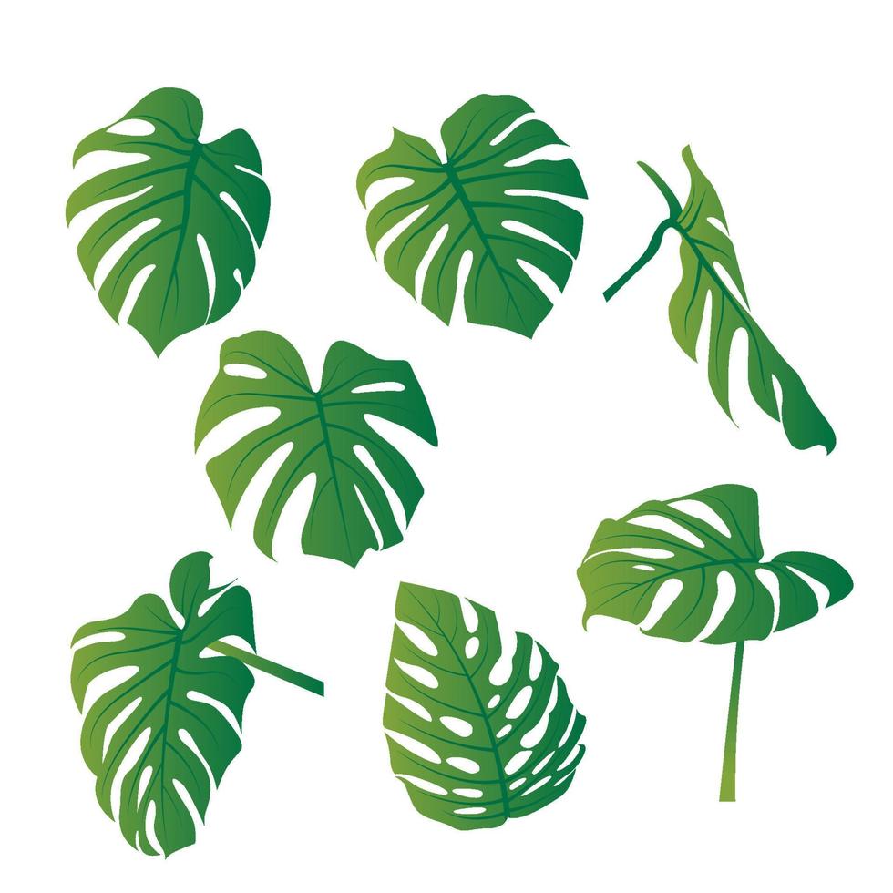 ilustración de conjunto de paquete de vector de hoja de planta de monstera deliciosa verde