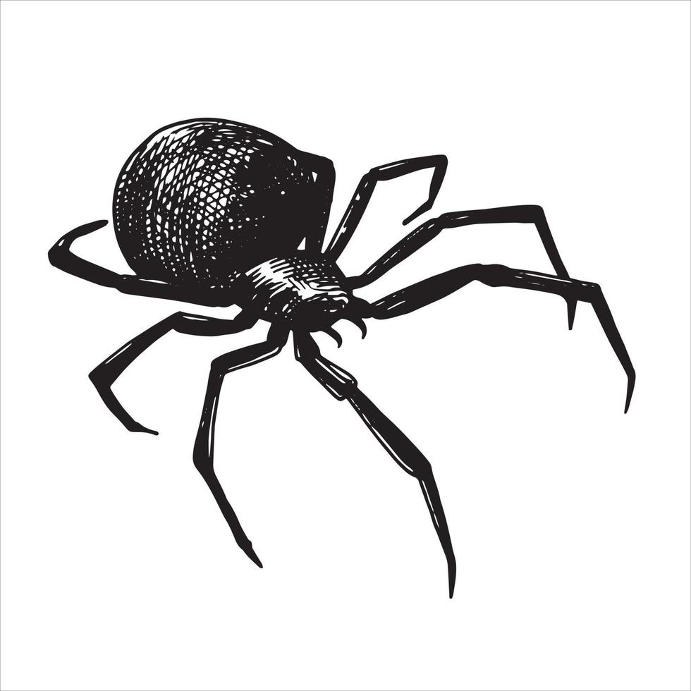 spider vector drawing. graphic drawing in sketch style. halloween theme, insects
