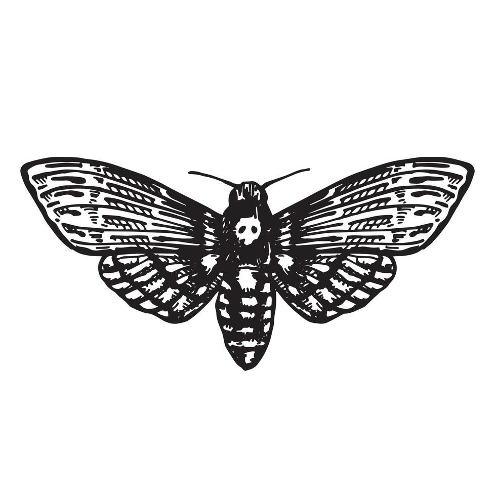ilustración vectorial dibujo gráfico de una mariposa nocturna, bagatela. cabeza muerta, cabeza muerta de halcón. dibujo en blanco y negro un símbolo de esoterismo, gótico, misticismo, brujería vector