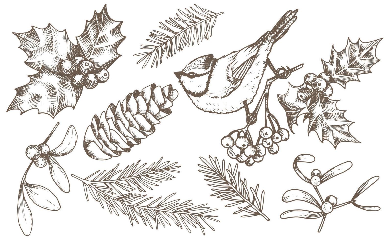 vector drawing. set of christmas elements, vintage style illustration, sketch, graphic. spruce branches, bird, mistletoe, holly