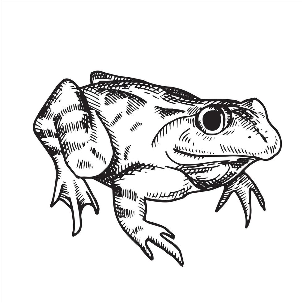 vector black and white drawing in vintage style. frog, toad. frog isolated on white background. element of halloween, witchcraft, magic.