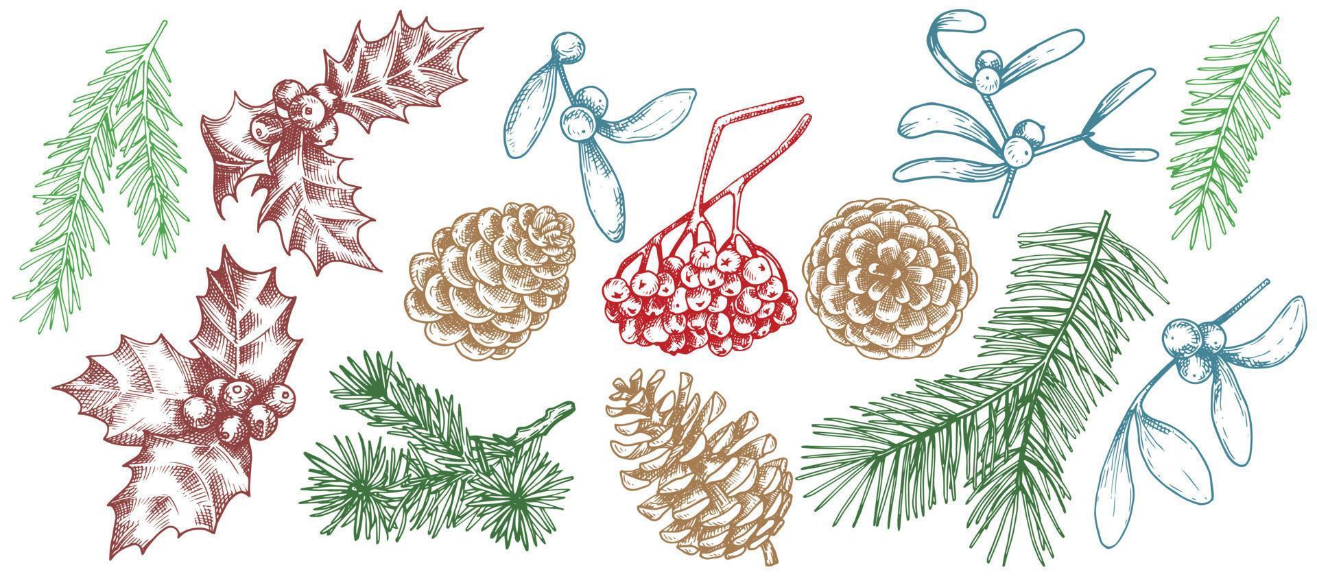 dibujo vectorial conjunto de plantas navideñas, ilustración de estilo vintage, boceto, gráfico. ramas de abeto, conos, muérdago, bayas, acebo vector