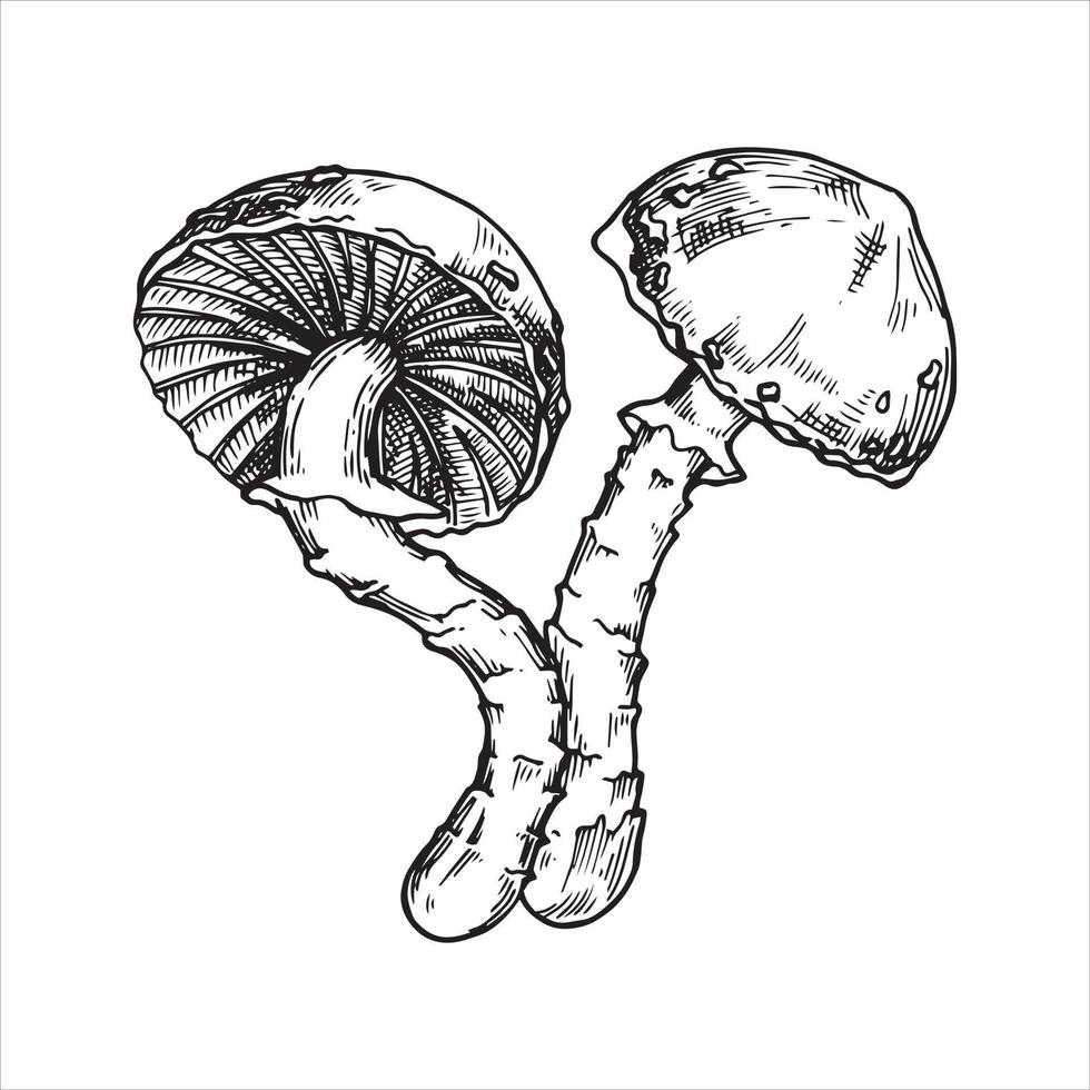 vector line drawing. poisonous mushrooms, toadstools. drawing in vintage style, graphics. clipart isolated on white background. symbol of mysticism, witchcraft.