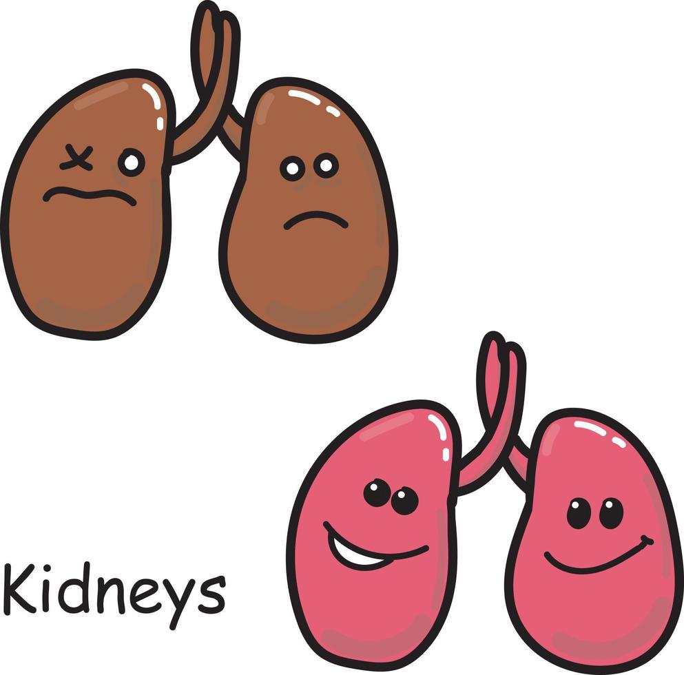 Stock illustration. Vector image of the internal organs of the kidney Isolated on a white background. Drawing in cartoon style medicine for children. comparison of sick and healthy kawaii organ