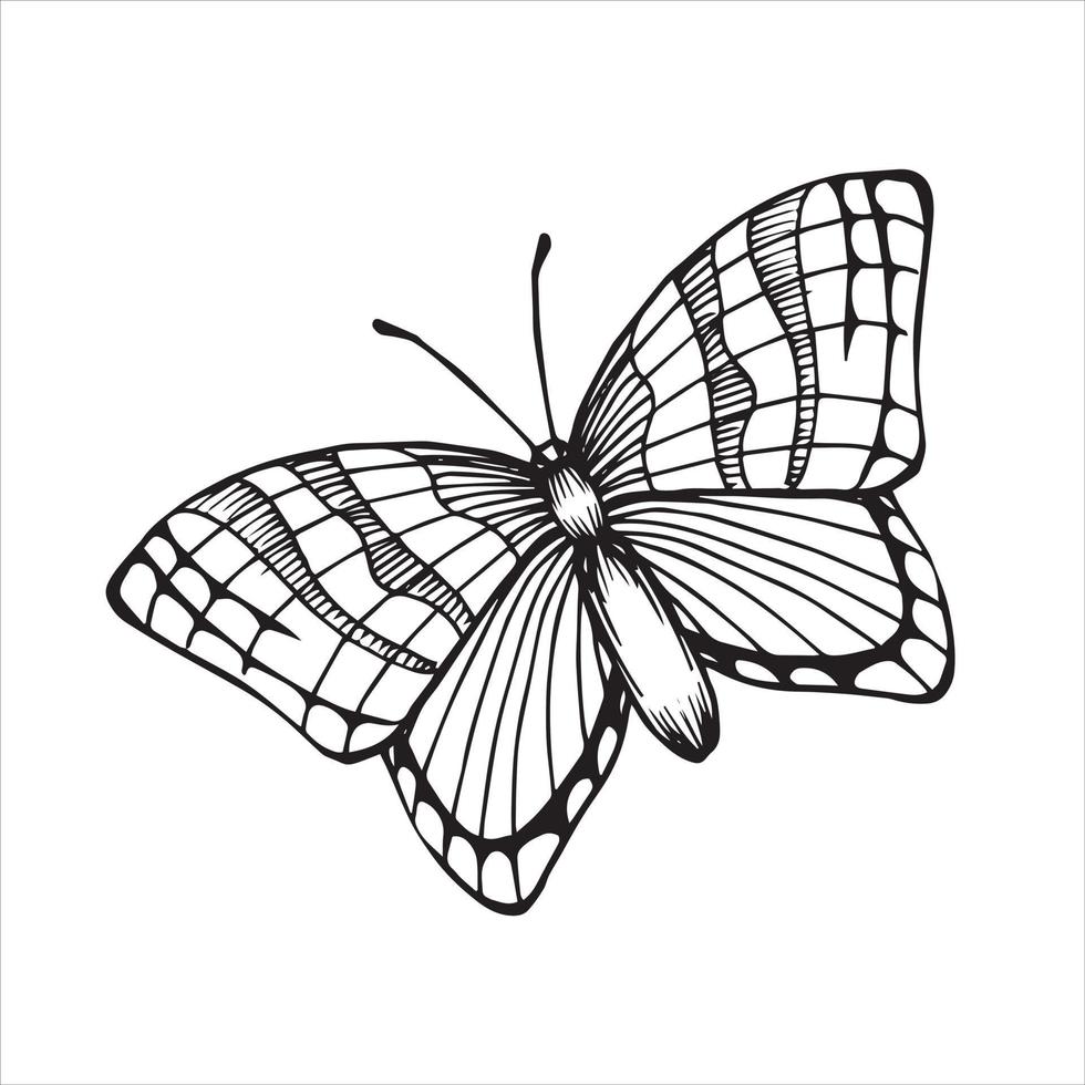 dibujo de líneas vectoriales. mariposa. dibujo en estilo vintage, gráficos. imágenes prediseñadas aisladas sobre fondo blanco. vector