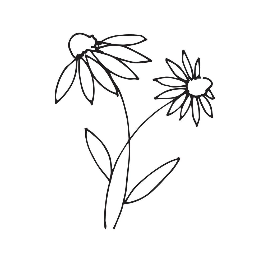 Doodle style linear illustration. simple daisy flower icon. vector hand drawing isolated on white background.