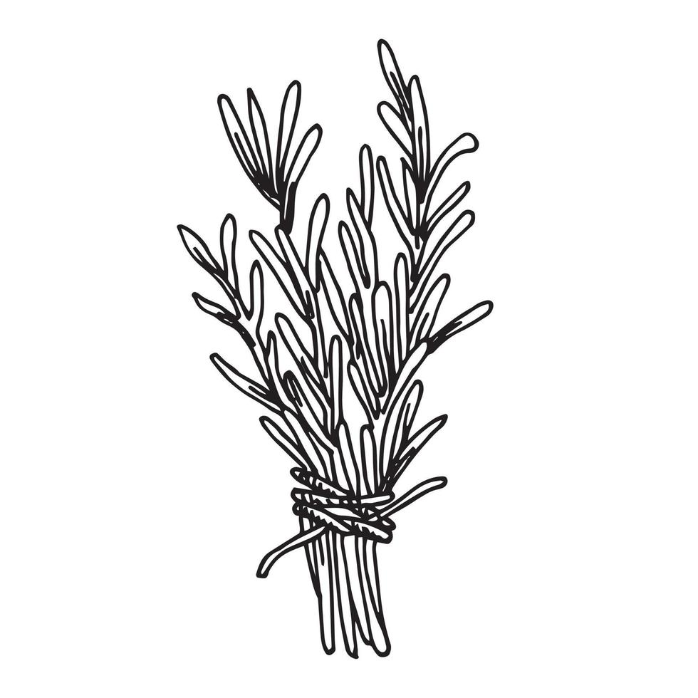 ilustración vectorial en estilo antiguo. un manojo de hierbas, ramitas de romero, lavanda. dibujo de líneas en blanco y negro, hierbas mágicas, medicina no convencional. chamanismo, charlatanería. vector
