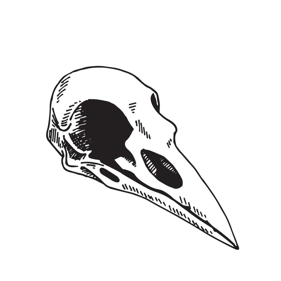 Vector illustration in vintage style, line drawing. Bird Skull Isolated On White Background. skull of a raven. Witchcraft esoteric rite concept symbol. Witch gothic item.
