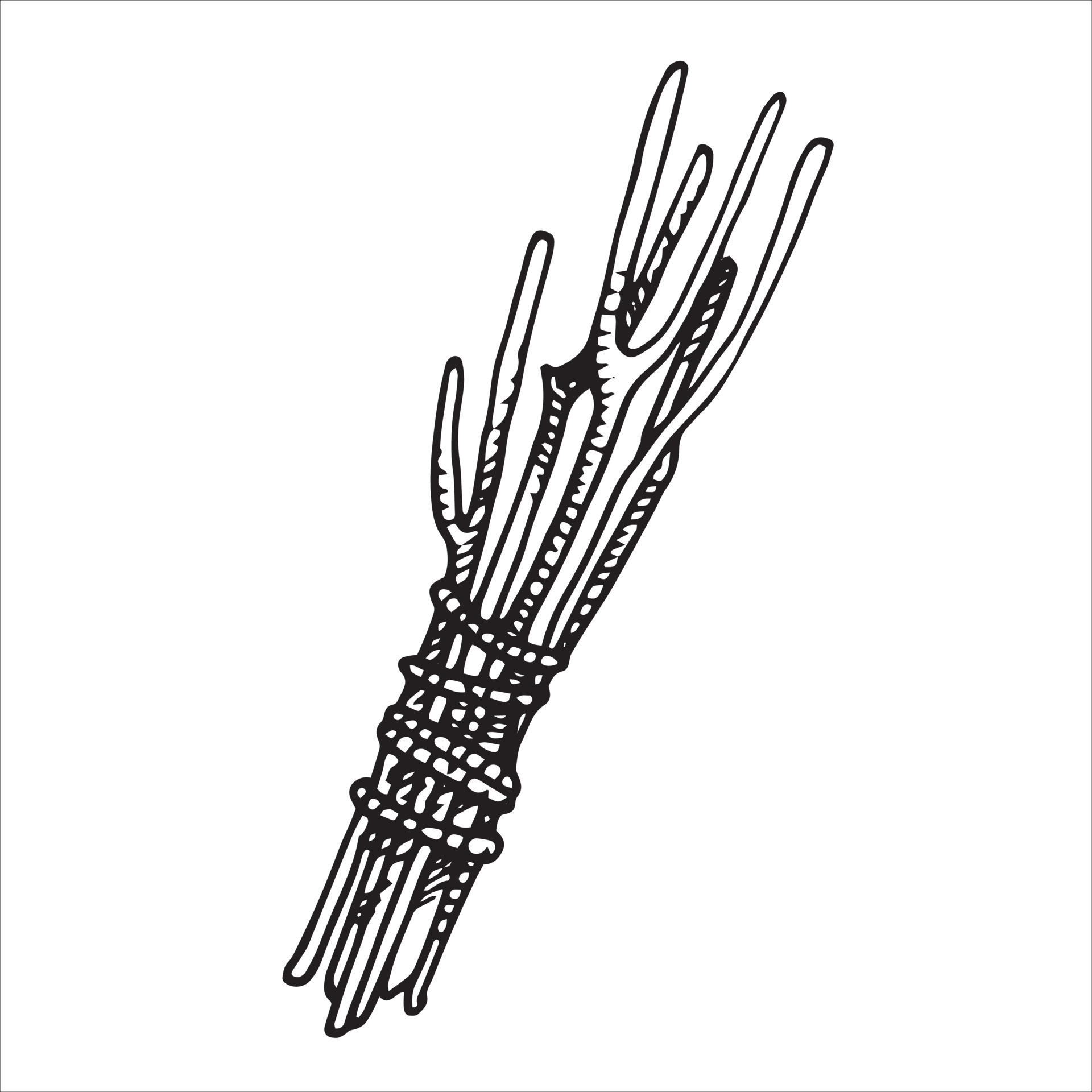 vector drawing in sketch style. bunch of branches. witchcraft