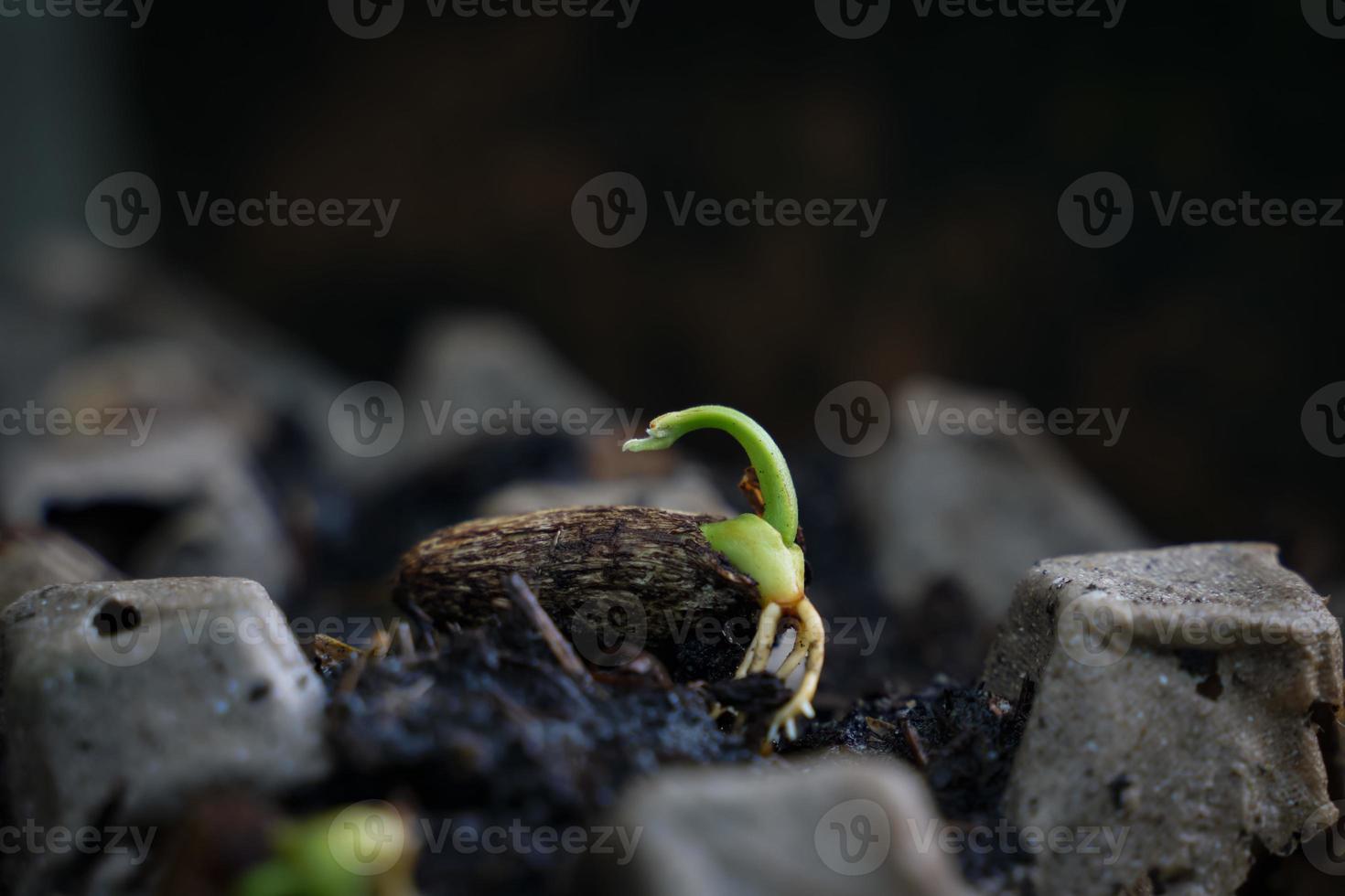 The seeds are growing into a tree. photo