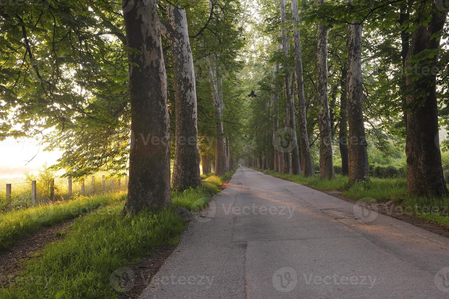 sunrise in beautiful alley photo