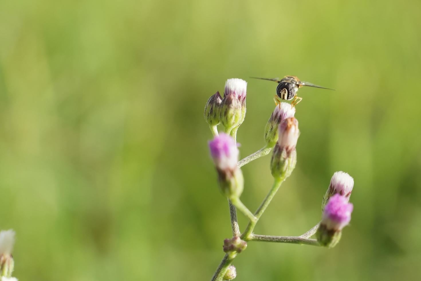 A bee insect clings to the flowers along the roadside. photo