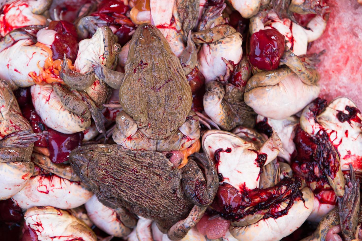 frogs for sale at thailand food market photo