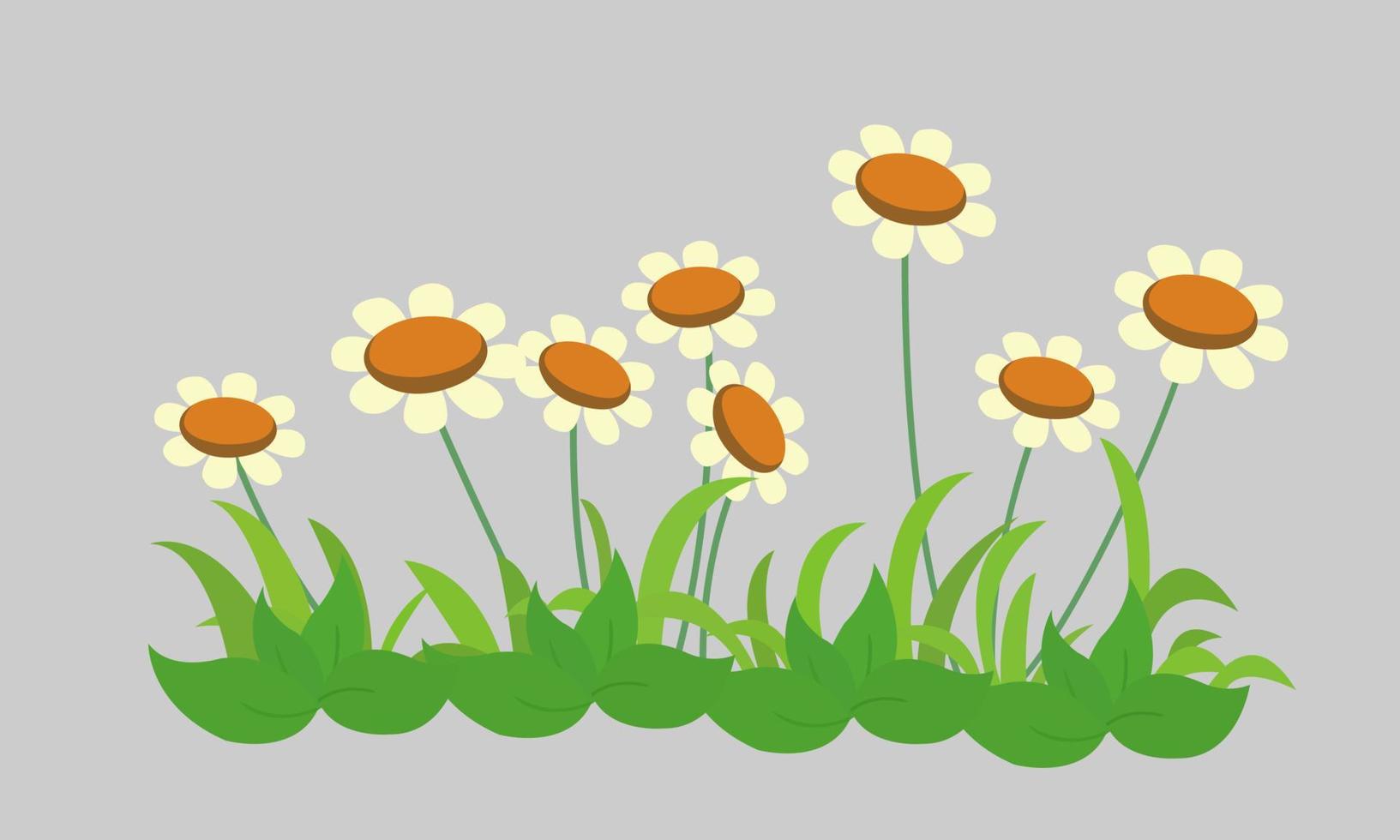 Cartoon daisy flowers pattern placed in row with grass ,stalk and leaves isolated. Vector illustration.