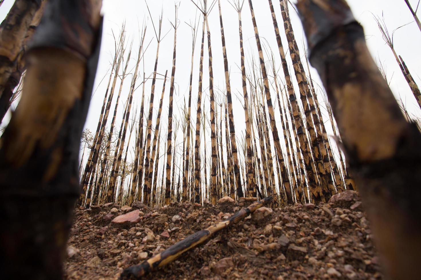 Sugarcane field fired photo