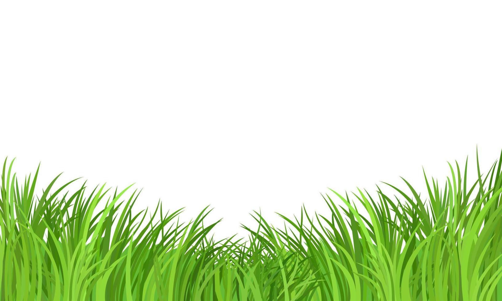 Green grass meadow border vector pattern on white background. Spring or summer plant field lawn.