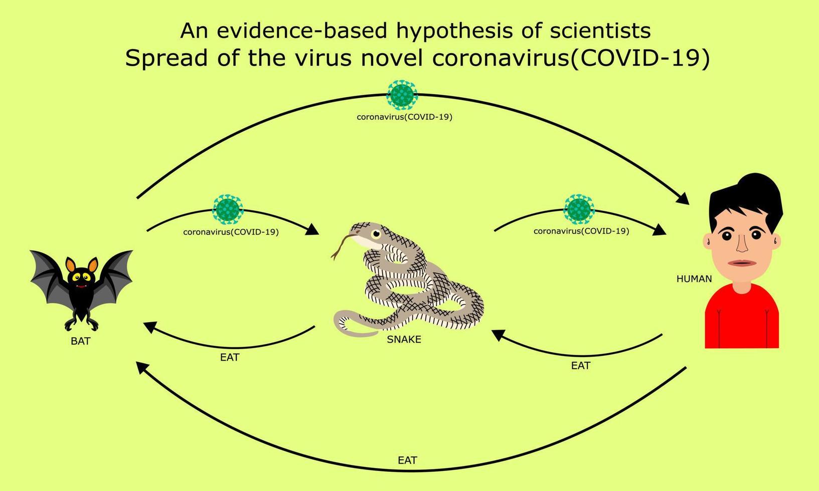 an evidence-based hypothesis of scientists spread of the virus novel coronavirus 2019,2019-nCoV,Covid-19,Bats spread to snakes,Snakes spread to people,People who eat snakes or bats vector