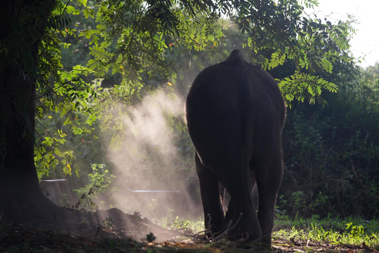 elefante asiático en surin, tailandia foto