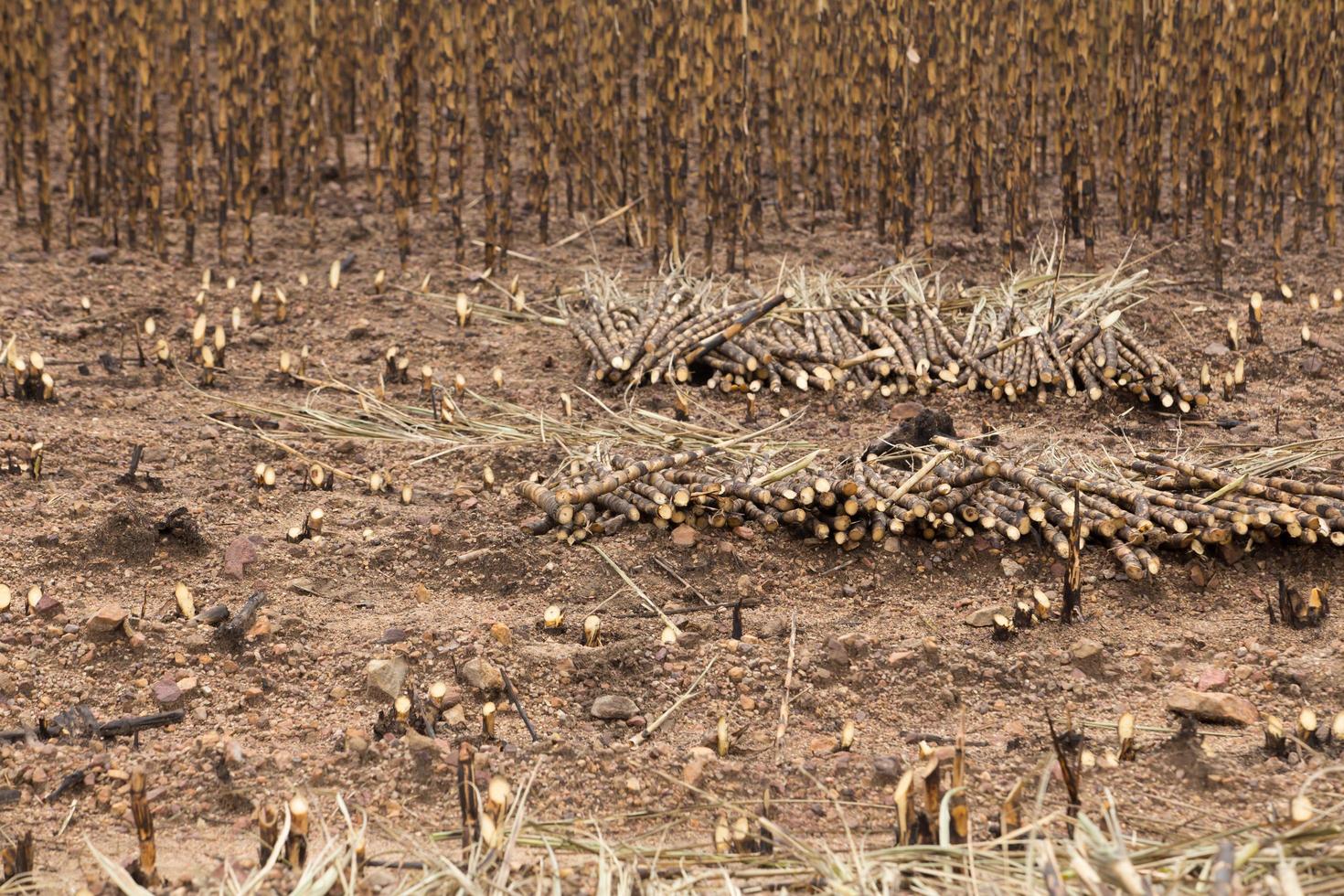 Sugarcane field fired photo