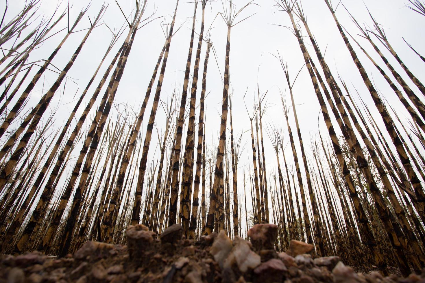 Sugarcane field fired photo