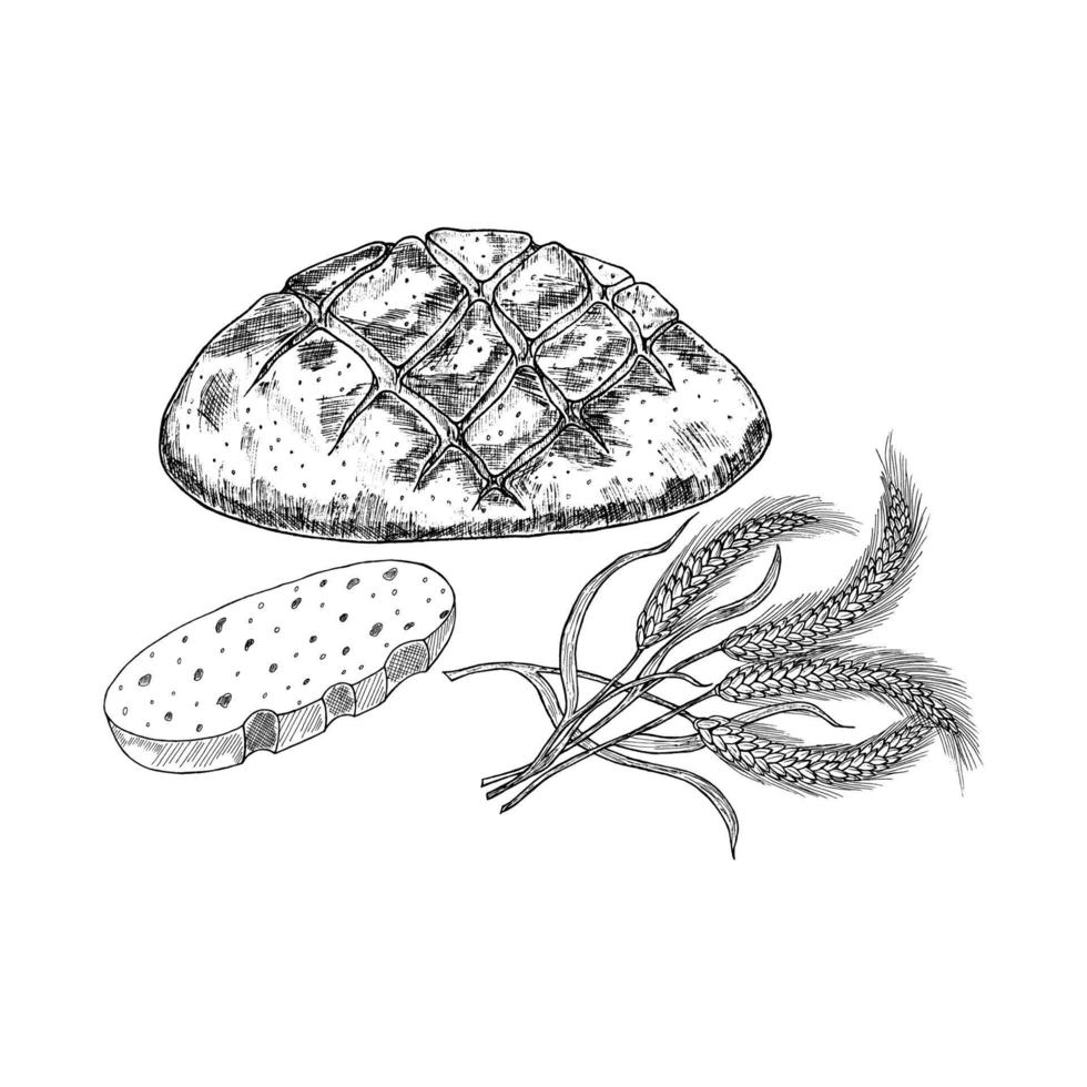 Vector illustration of bread with ears drawn by hand. Other types of wheat, fresh bread made from coarse flour.Black baking of organic products isolated on a white background.