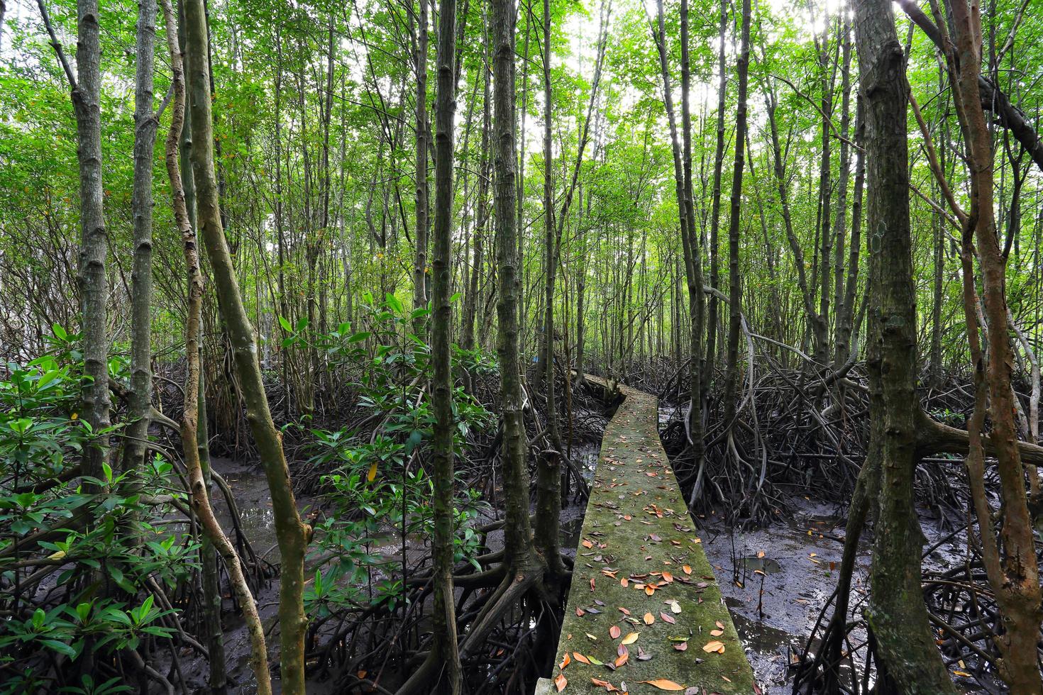 camino de madera entre el bosque de manglares, foto