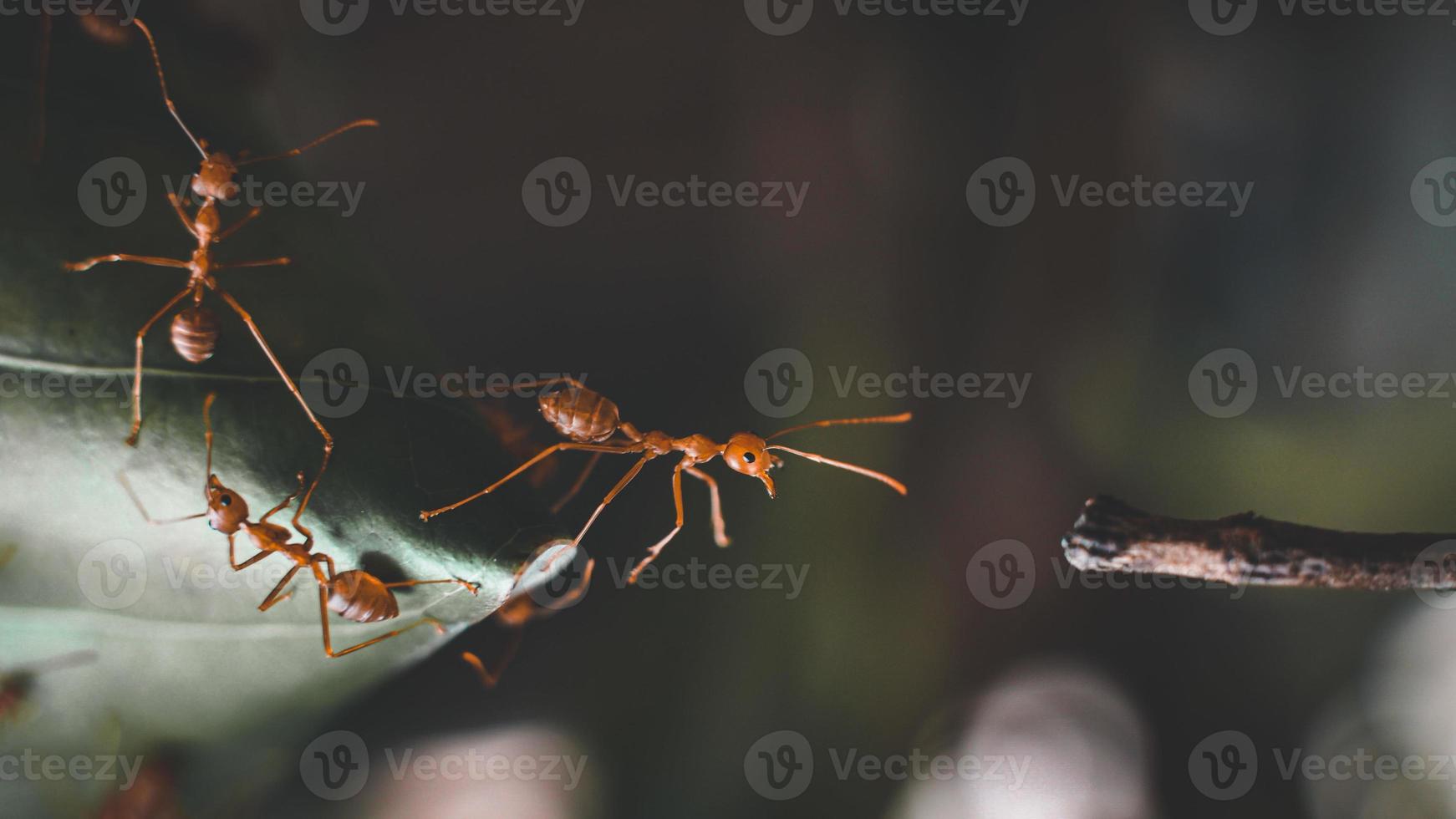 The ant's attempt to cross over to the other side of the branch. photo