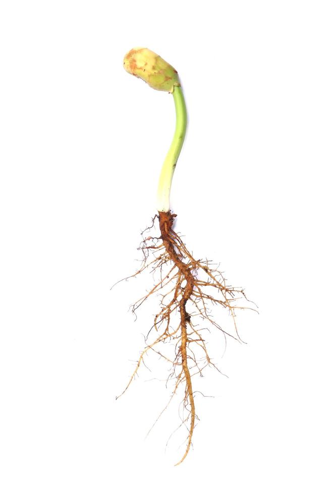 single plant with root isolated on white photo