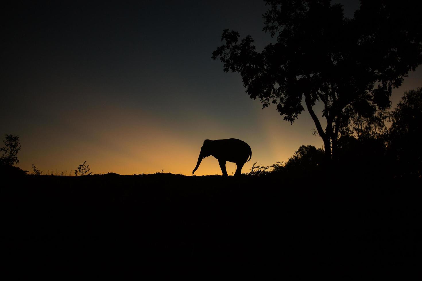 elefante asiático en el bosque al atardecer foto