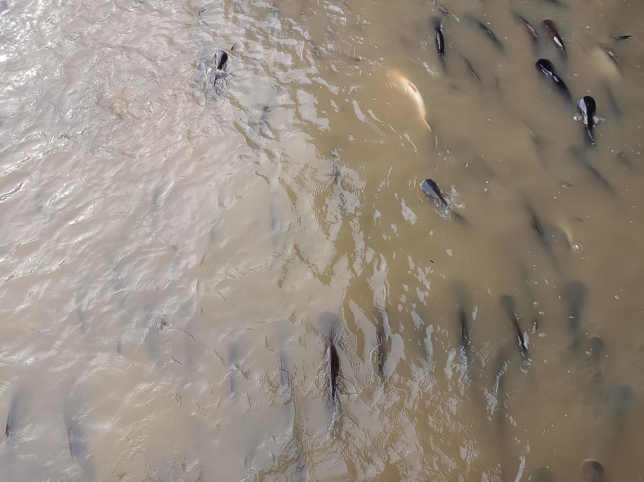 Fishes are swimming in river environment no people color image photography photo