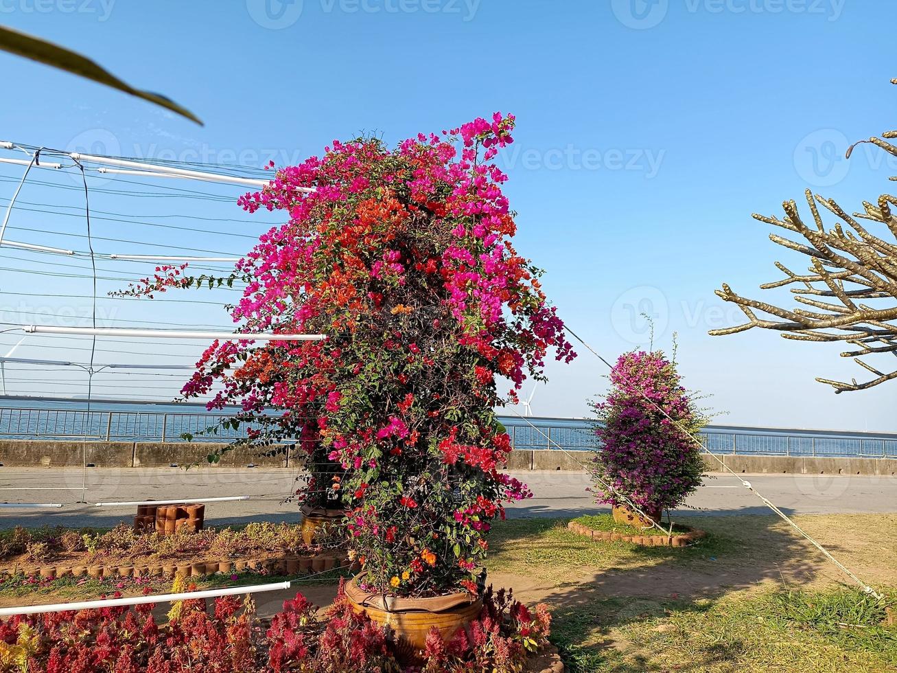 Flower plant fresh environment outdoor nature in summer holiday photography images photo