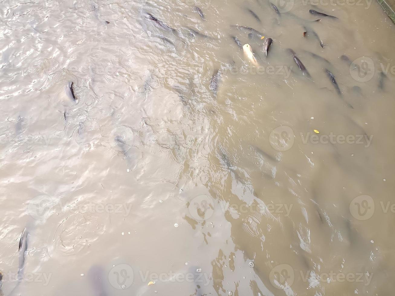 Fishes are swimming in river environment no people color image photography photo