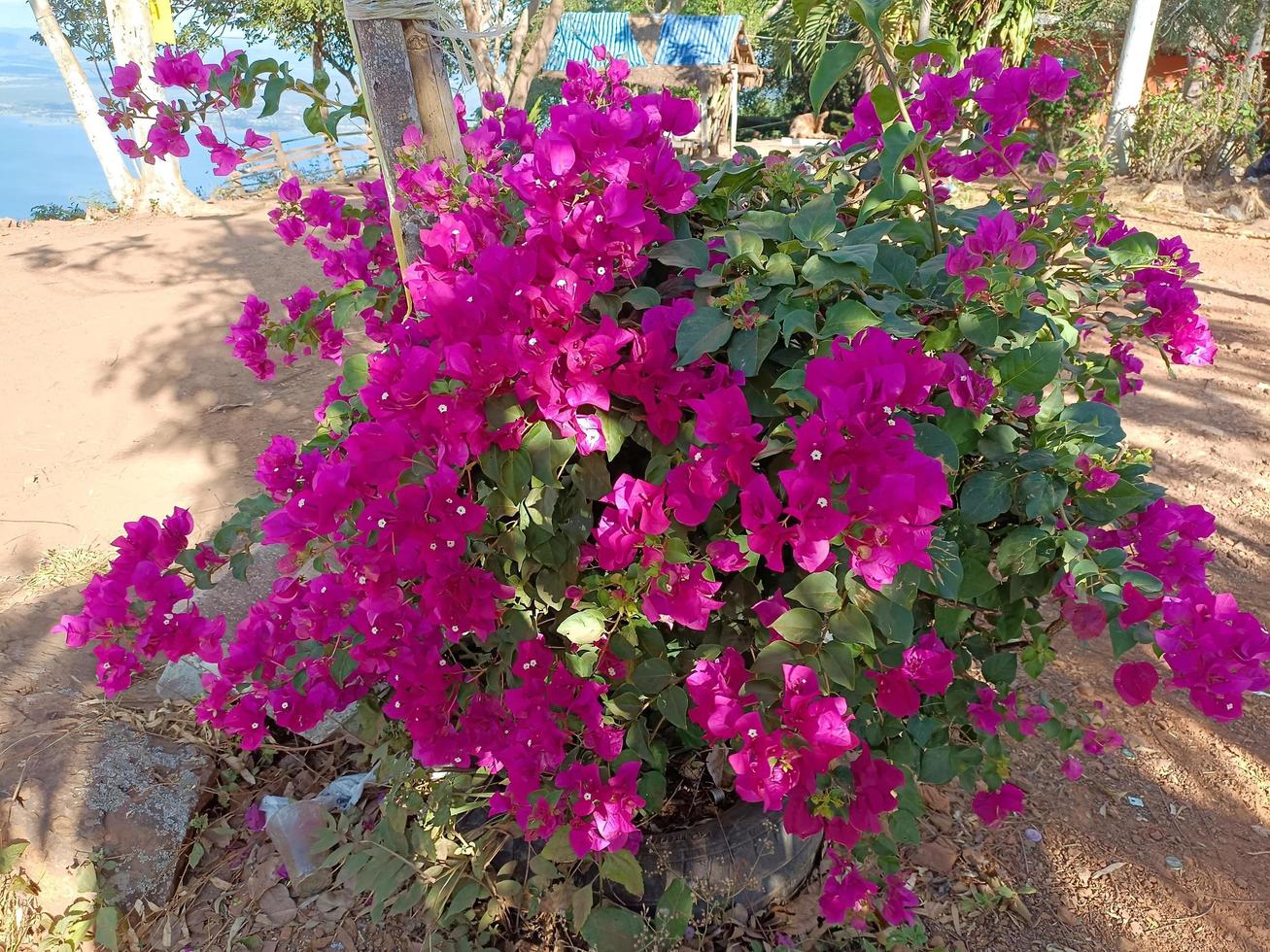 Flower plant fresh environment outdoor nature in summer holiday photography images photo