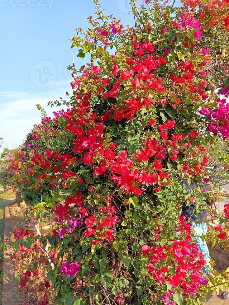 Flower plant fresh environment outdoor nature in summer holiday photography images photo