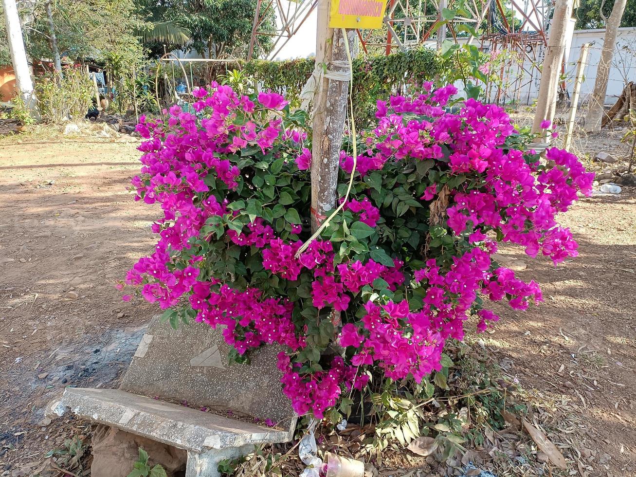 Flower plant fresh environment outdoor nature in summer holiday photography images photo