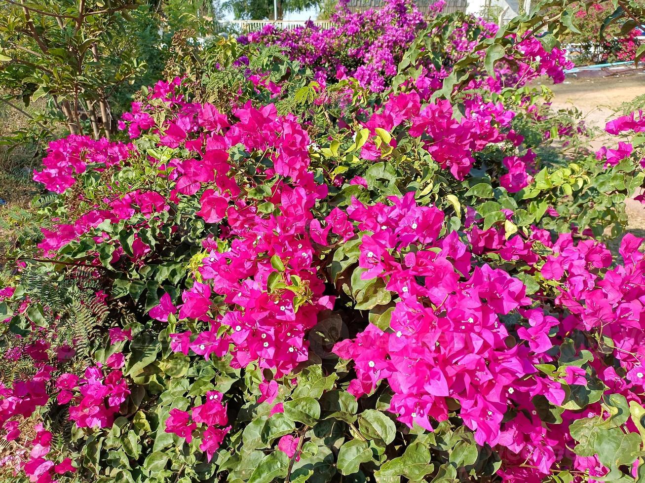 Flower plant fresh environment outdoor nature in summer holiday photography images photo