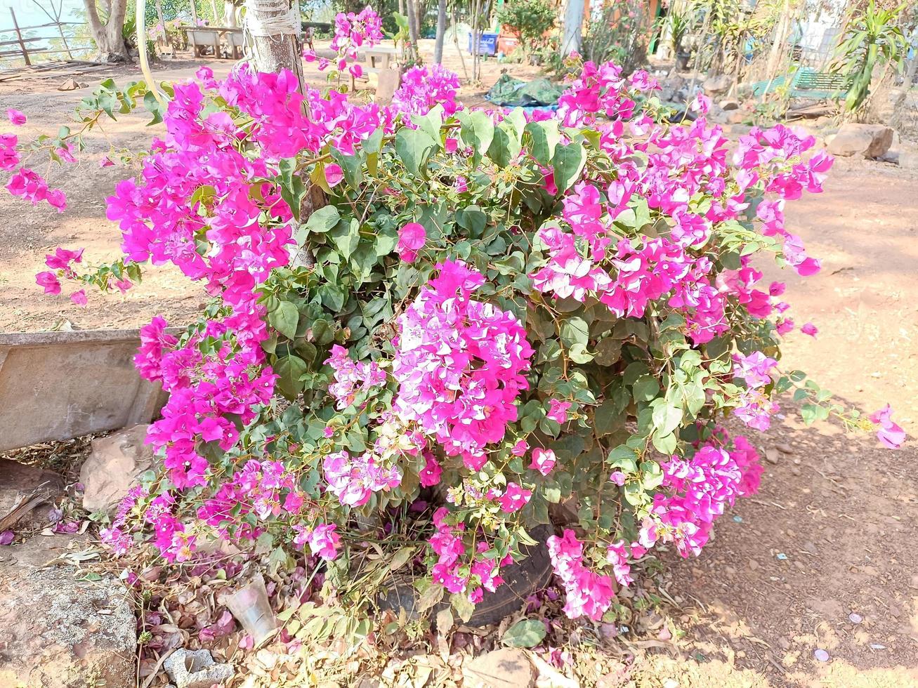 Flower plant fresh environment outdoor nature in summer holiday photography images photo