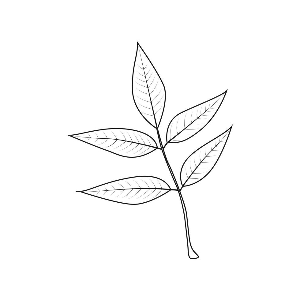 Ash branch with leaves. Line. vector