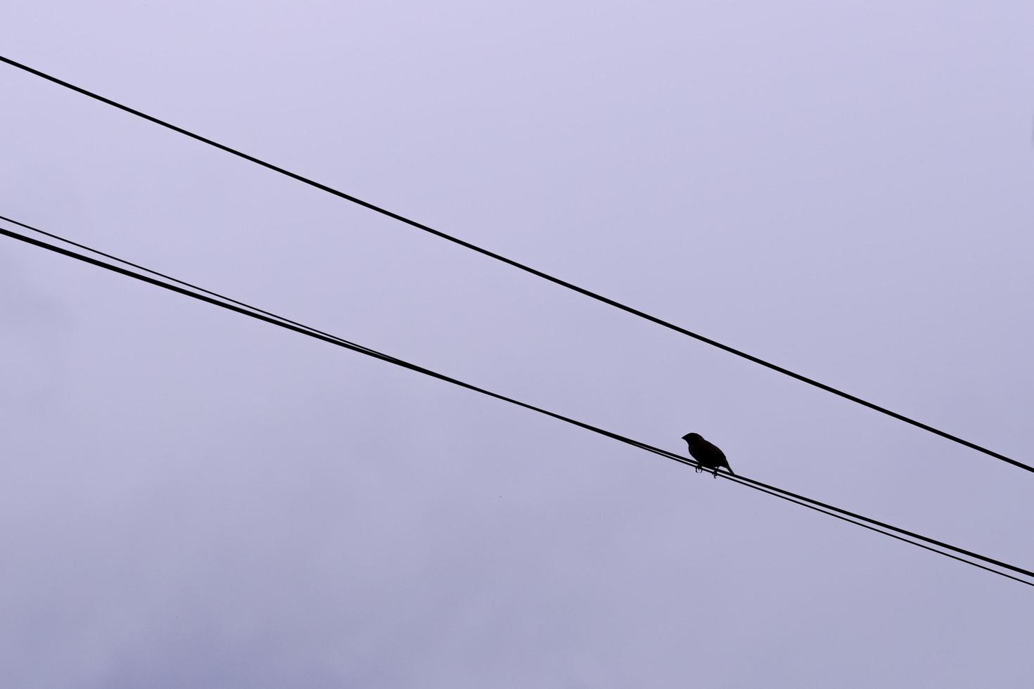 Little bird on wires. Bird silhouette perched on separate wires on a dark sky background. photo