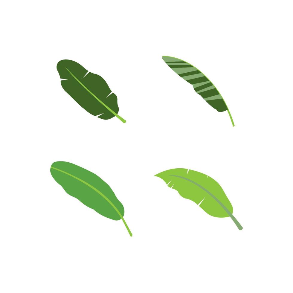 Banana leaf icon vector