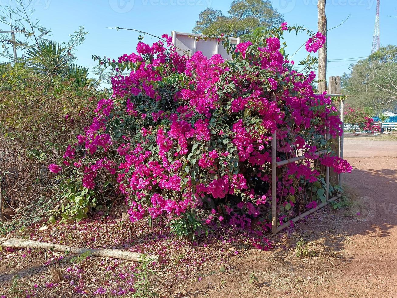 Flower plant fresh environment outdoor nature in summer holiday photography images photo