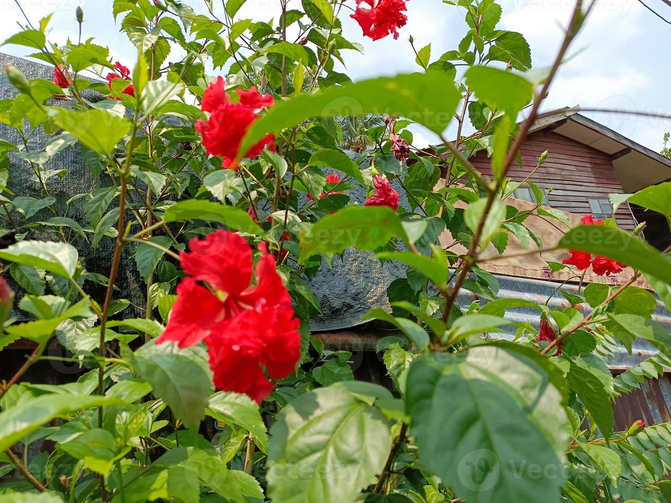 Flower blossom nature background images photo