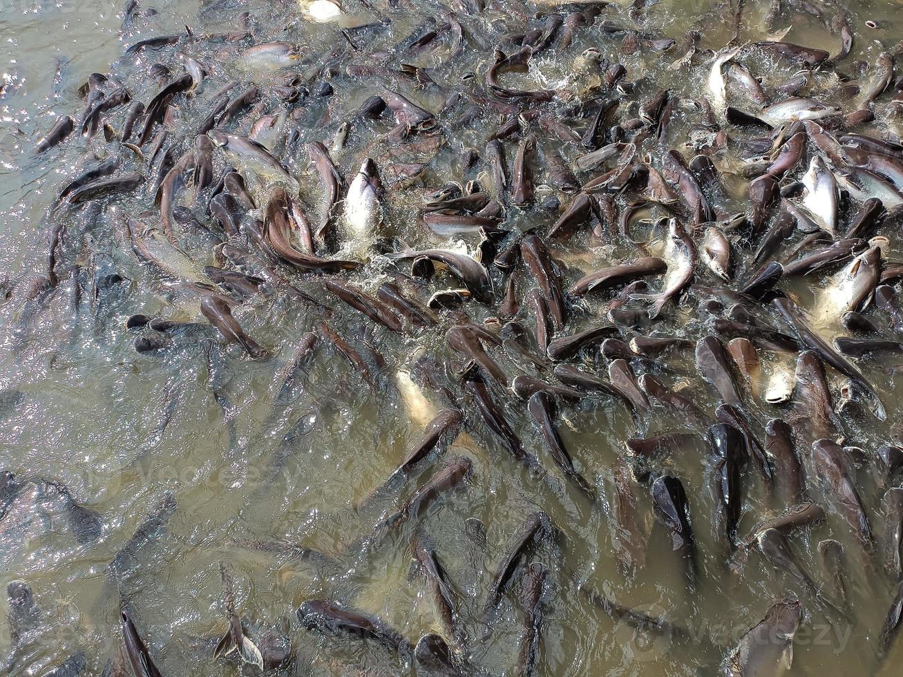 Fishes are swimming in river environment no people color image photography photo