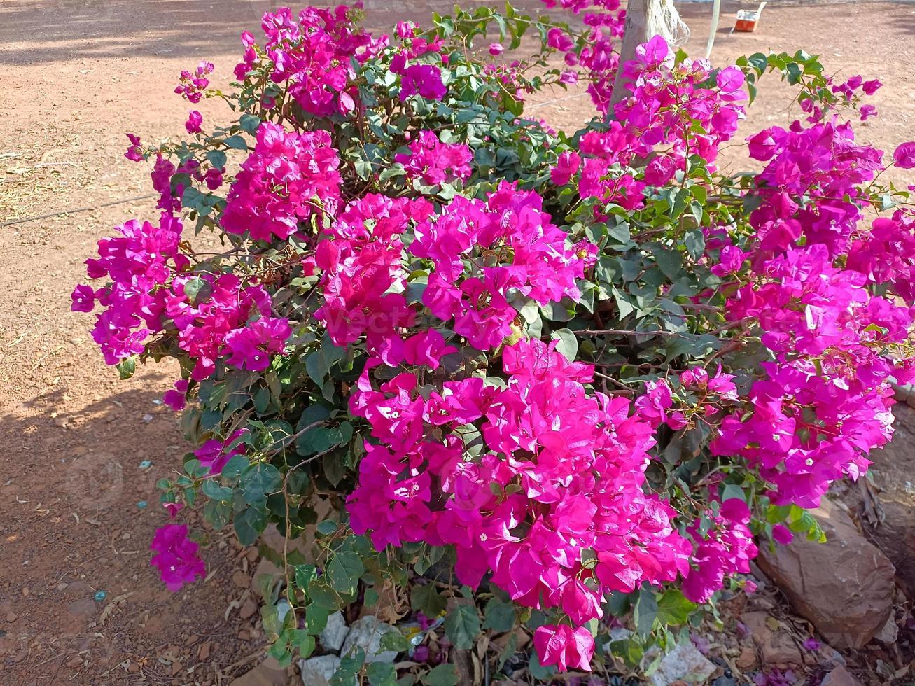 Flower plant fresh environment outdoor nature in summer holiday photography images photo