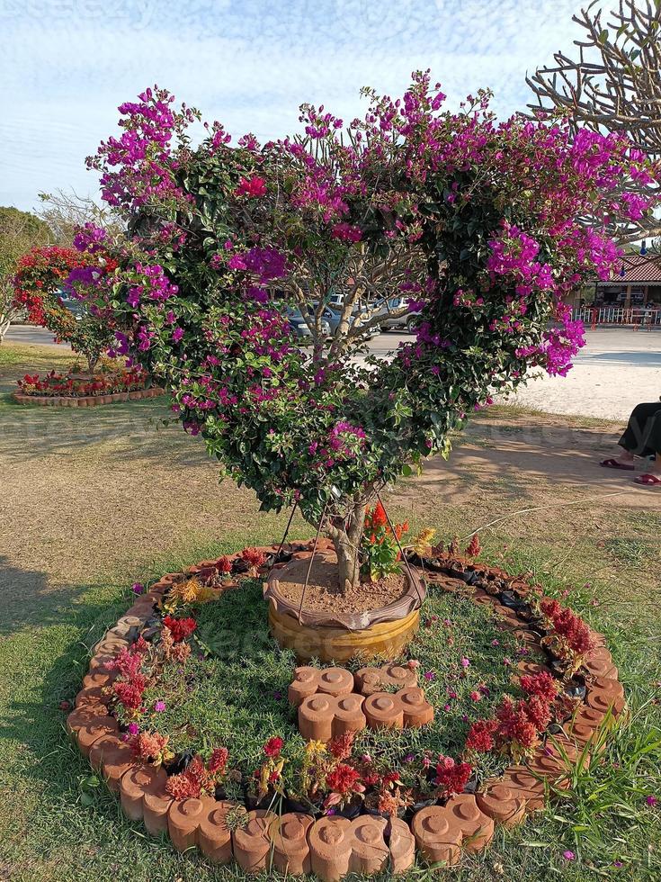 Flower plant fresh environment outdoor nature in summer holiday photography images photo
