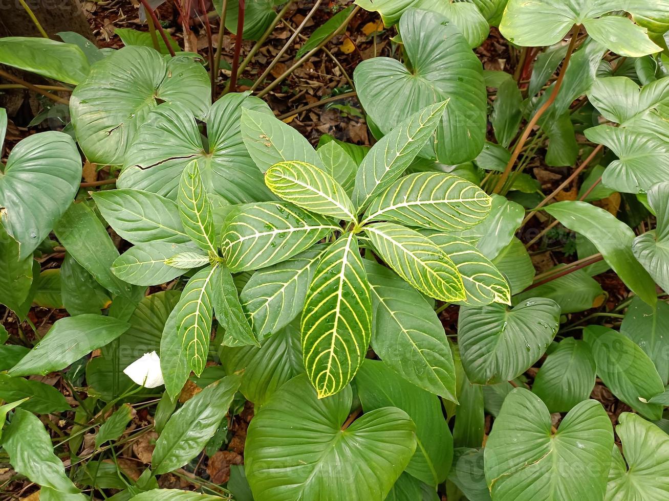 Plants botanical tropical leaf growth nature environmental ecology gardening background scenery spring images photo